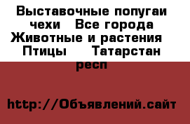 Выставочные попугаи чехи - Все города Животные и растения » Птицы   . Татарстан респ.